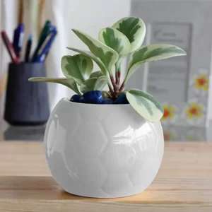 White Ceramic Pot